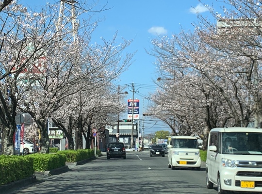 桜