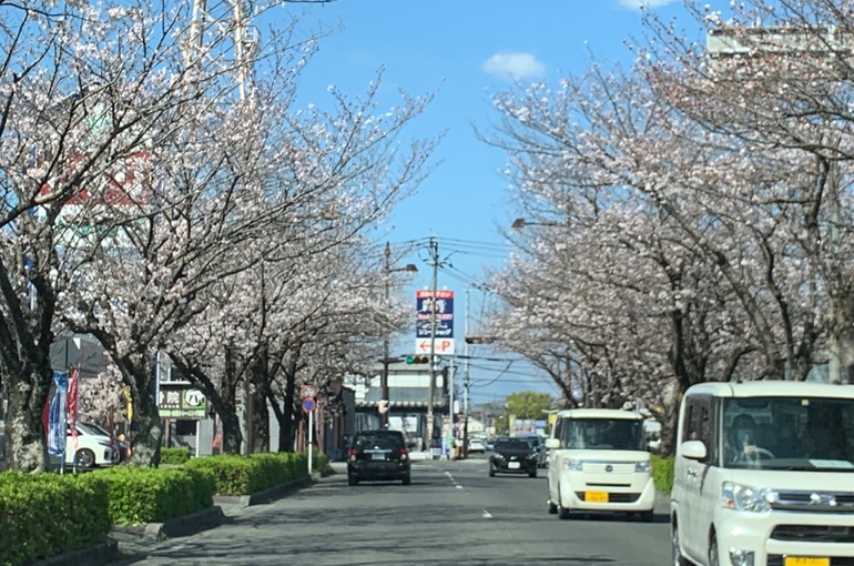 桜