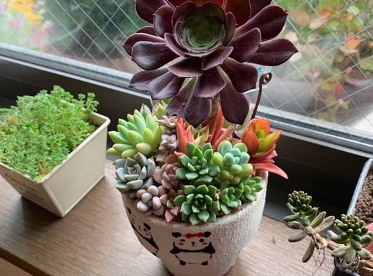多肉植物