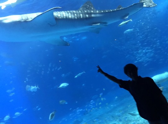 美ら海水族館